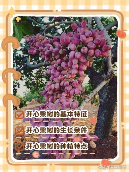 开心果种植前景如何_开心果市场潜力大吗