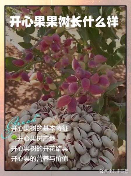 开心果种植前景如何_开心果市场潜力大吗