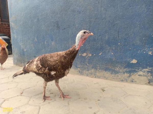 火鸡养殖赚钱吗_火鸡市场前景如何