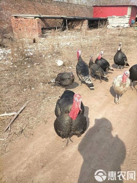 火鸡养殖赚钱吗_火鸡市场前景如何