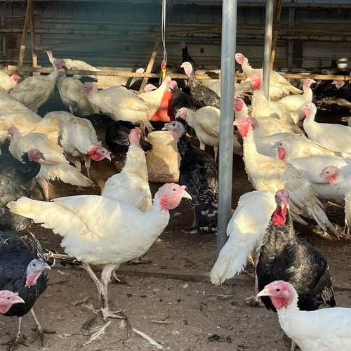 火鸡养殖赚钱吗_火鸡市场前景如何