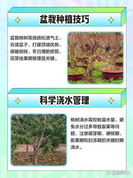 种桃树赚钱吗_未来十年前景如何