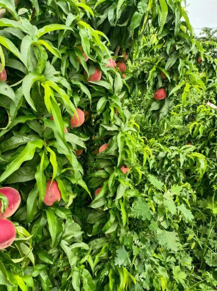 种桃树赚钱吗_未来十年前景如何