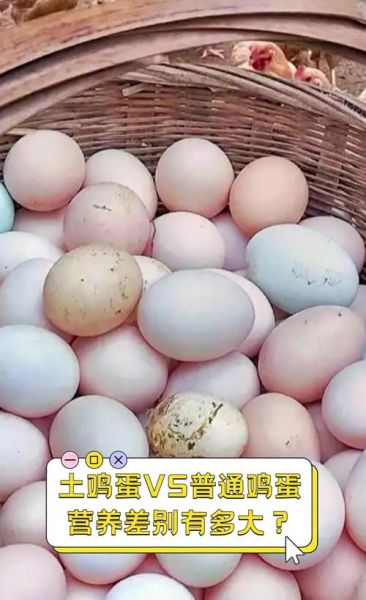 土鸡蛋多少钱一斤_土鸡蛋和普通鸡蛋的区别