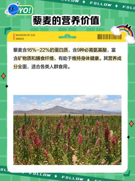 藜麦发展前景_藜麦种植前景怎么样