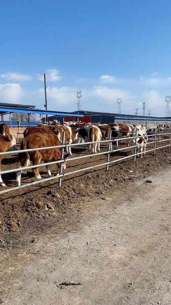 养牛赚钱吗_2024年养牛前景如何