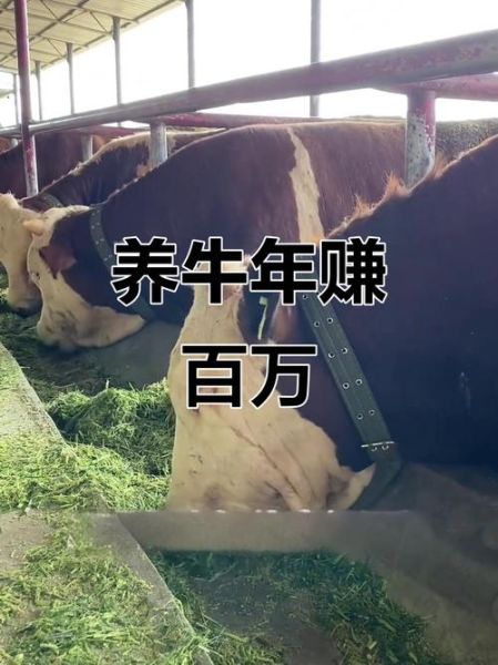 养牛赚钱吗_2024年养牛前景如何