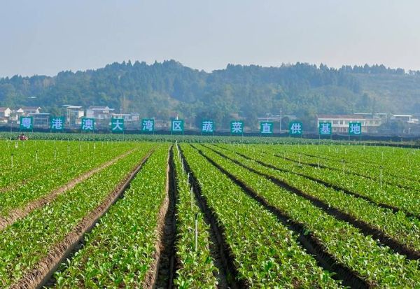蔬菜行业前景怎么样_2024年蔬菜种植赚钱吗