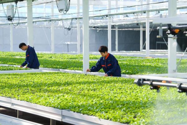 蔬菜种植赚钱吗_未来五年蔬菜市场前景如何