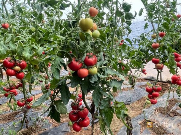 蔬菜种植赚钱吗_未来五年蔬菜市场前景如何