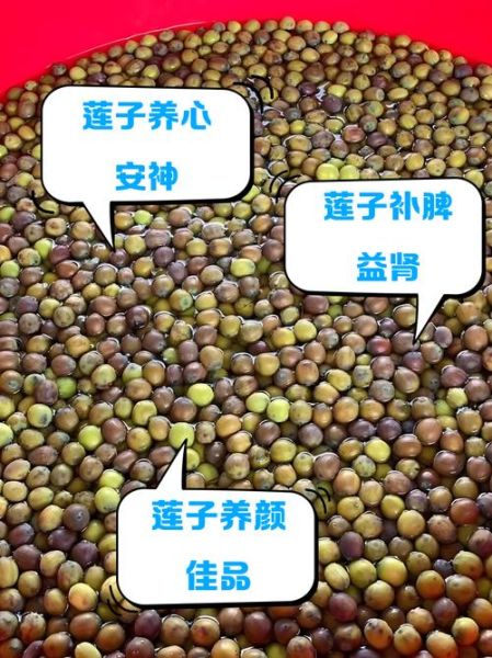 种莲子赚钱吗_莲子种植前景怎么样