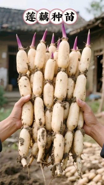 藕的市场前景怎么样_2024年种藕赚钱吗