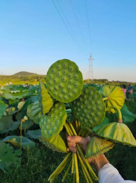 种莲子赚钱吗_莲子种植前景怎么样