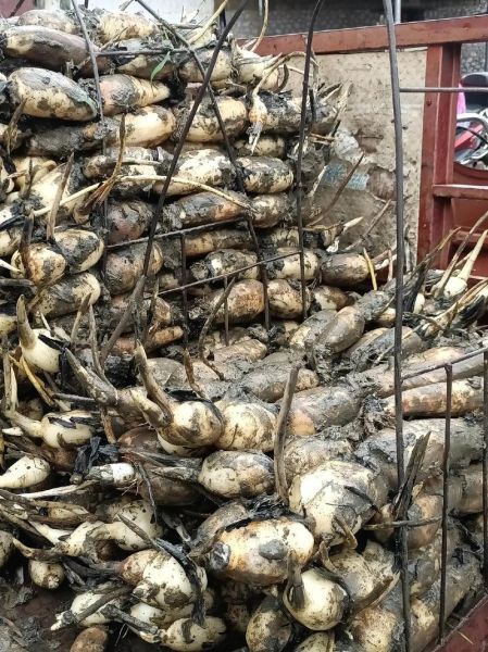 藕的市场前景怎么样_2024年种藕赚钱吗