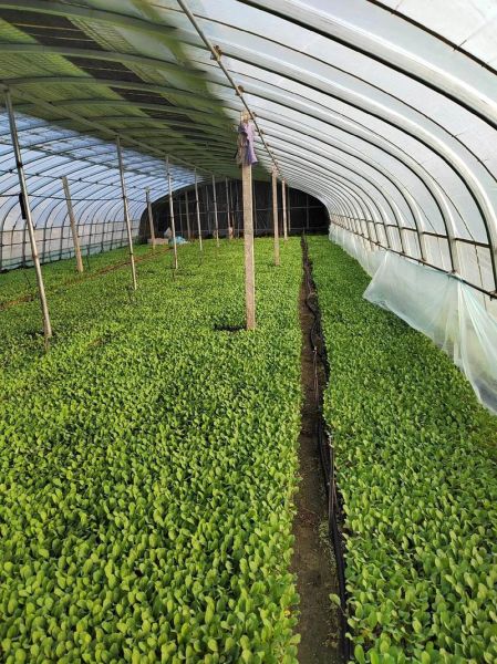 种菜花赚钱吗_2024年菜花种植前景怎么样