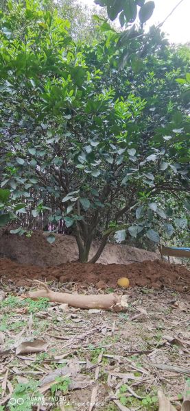 2015苗木前景怎么样_苗木行业赚钱吗