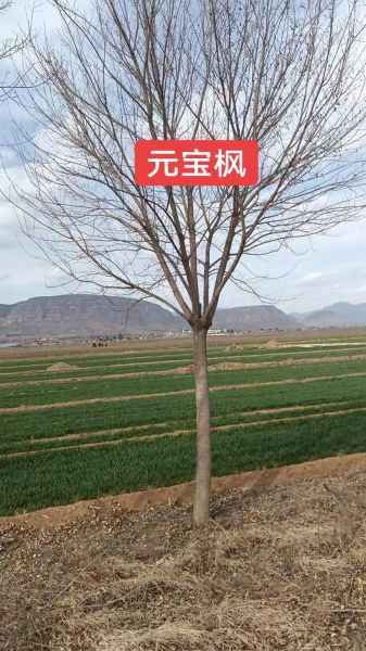 2015苗木前景怎么样_苗木行业赚钱吗