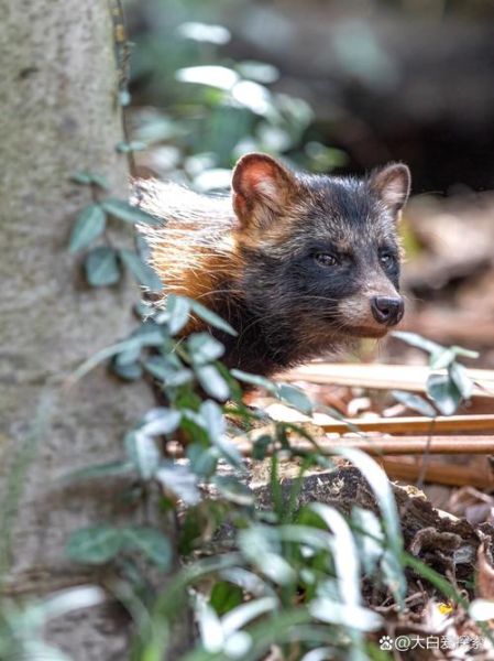 貉养殖前景怎么样_2024年养貉赚钱吗