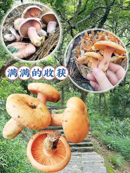 菌类种植前景怎么样_菌类种植赚钱吗