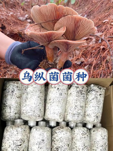 菌类种植前景怎么样_菌类种植赚钱吗