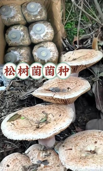 菌类种植前景怎么样_菌类种植赚钱吗