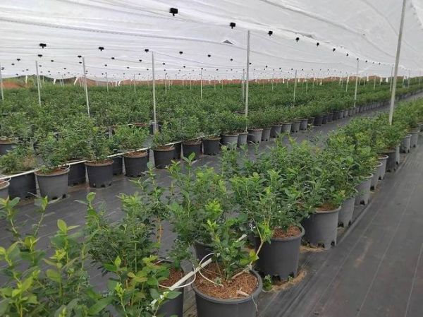 蓝莓种植前景如何_蓝莓种植赚钱吗