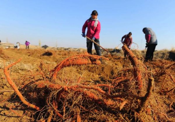 丹参种植前景怎么样_丹参市场未来五年趋势