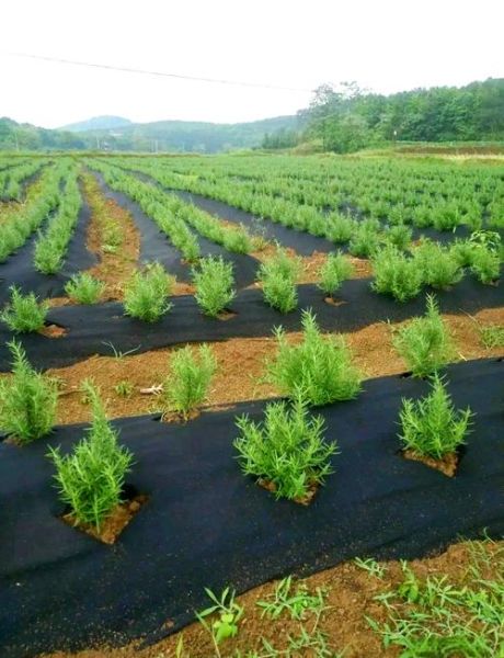 药材种植前景怎么样_2024年哪些药材最赚钱