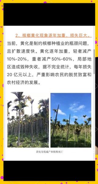 槟榔行业前景怎么样_槟榔市场未来发展趋势