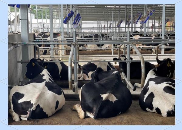 奶牛养殖前景如何_2024年养奶牛赚钱吗