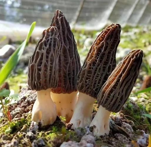 羊肚菌种植前景如何_羊肚菌市场利润大吗