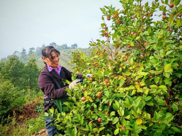 油茶种植前景怎么样_油茶种植赚钱吗