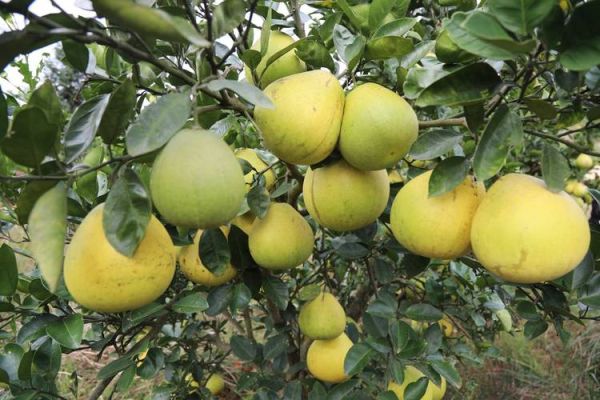 蜜柚互联网市场前景怎么样_蜜柚互联网创业机会有哪些