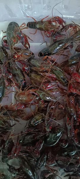 小龙虾养殖赚钱吗_小龙虾市场前景怎么样