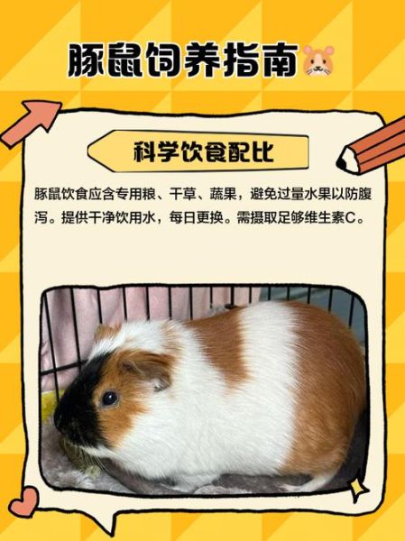 豚鼠养殖前景怎么样_2024年还能赚钱吗