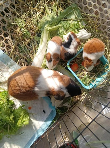 豚鼠养殖前景怎么样_2024年还能赚钱吗