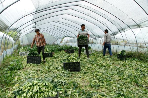 蔬菜行业前景怎么样_蔬菜种植赚钱吗