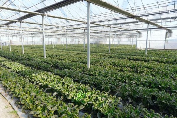 蔬菜行业前景怎么样_蔬菜种植赚钱吗