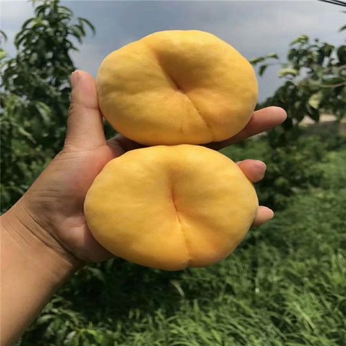 2016年桃树价格走势_2016种桃赚钱吗