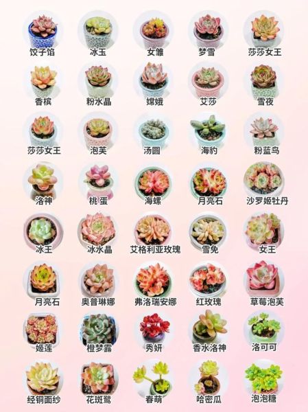 多肉植物市场前景如何_新手养多肉赚钱吗
