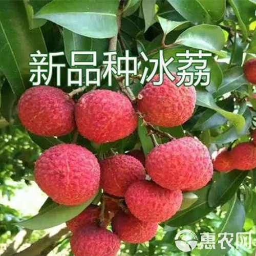 荔枝种植前景如何_2024年荔枝价格走势预测