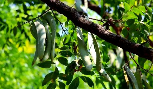 皂角种植前景如何_皂角树几年结果