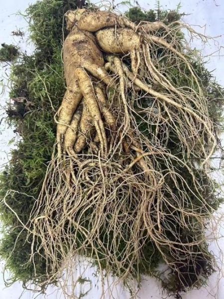 人参多少钱一斤_人参适合哪些人吃