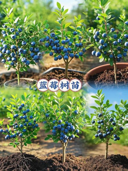 种植蓝莓赚钱吗_蓝莓种植前景怎么样