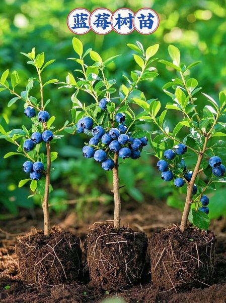 种植蓝莓赚钱吗_蓝莓种植前景怎么样