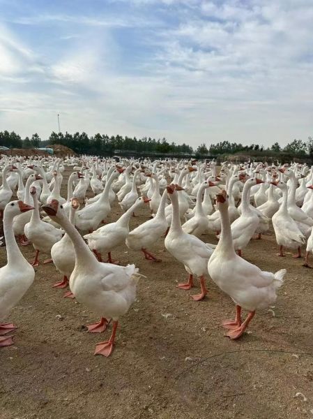 鹅养殖前景怎么样_鹅苗批发价格多少钱一只