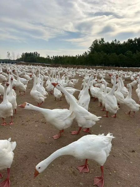 鹅养殖前景怎么样_鹅苗批发价格多少钱一只