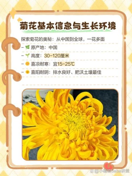 菊花前景怎么样_菊花种植前景分析