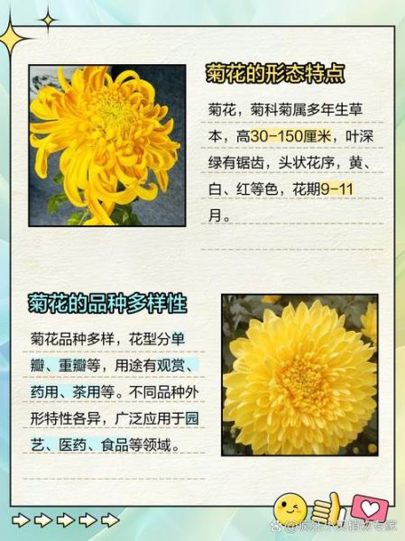 菊花前景怎么样_菊花种植前景分析