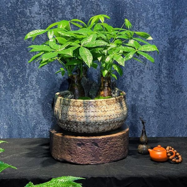 盆景市场前景怎么样_盆景行业赚钱吗